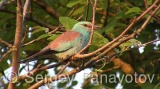 Video of European Roller - European Roller during the breeding season near its nest, hunting insects and feed their young chicks.